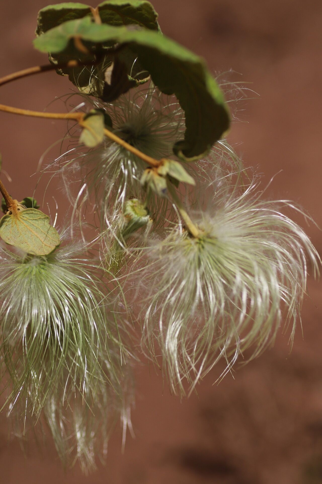 Clematis grandiflora fruit