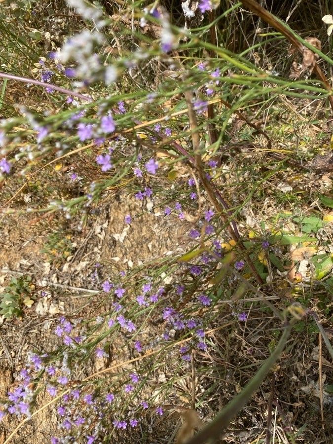 Verbena halei flower