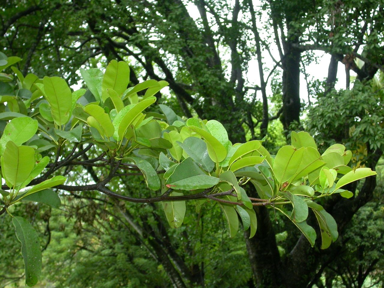 Manilkara bidentata — related species from the same genus