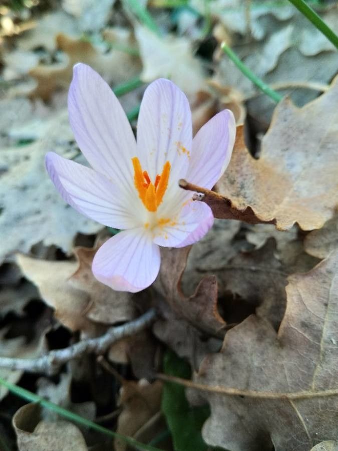 Crocus versicolor flower