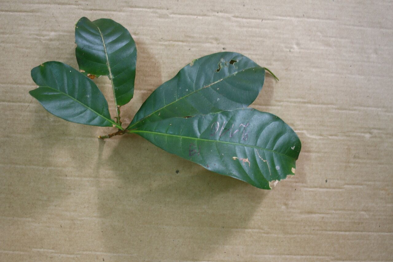 Pouteria gonggrijpii leaf