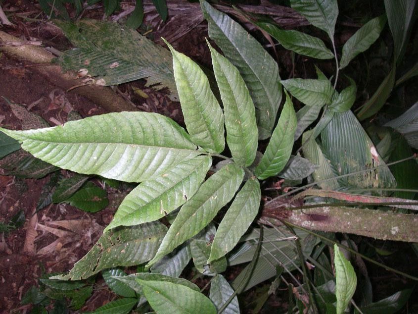 Mickelia nicotianifolia — houseplant care guide