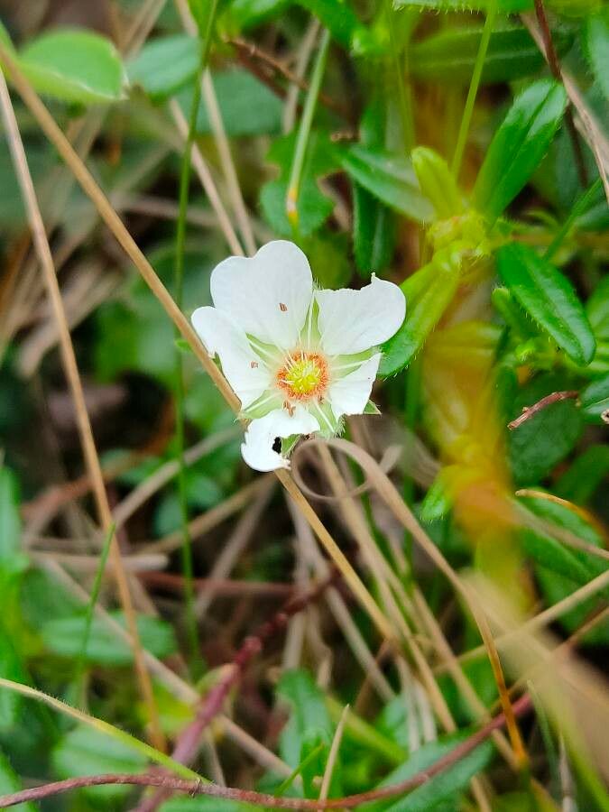 Potentilla montana flower