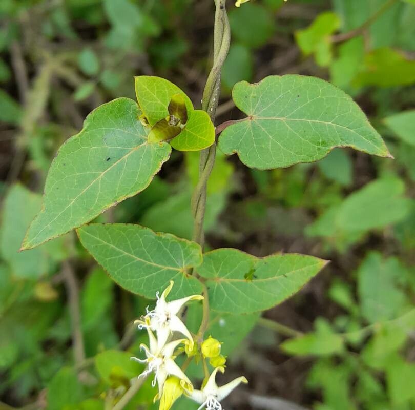 Oxypetalum sylvestre — houseplant care guide