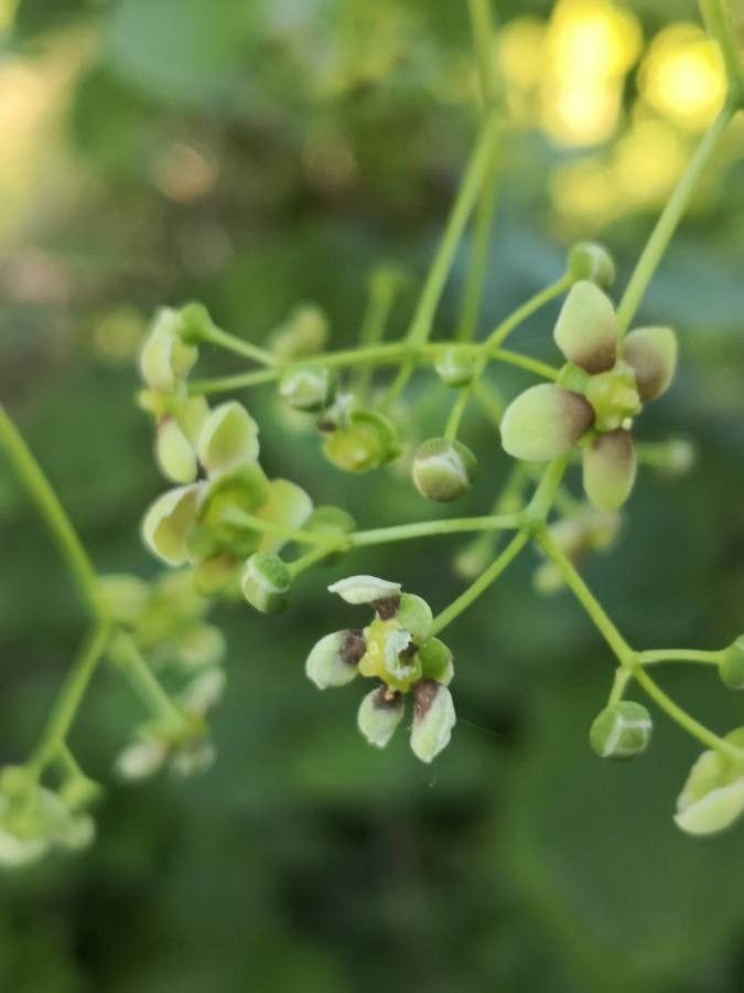 Euonymus sachalinensis flower