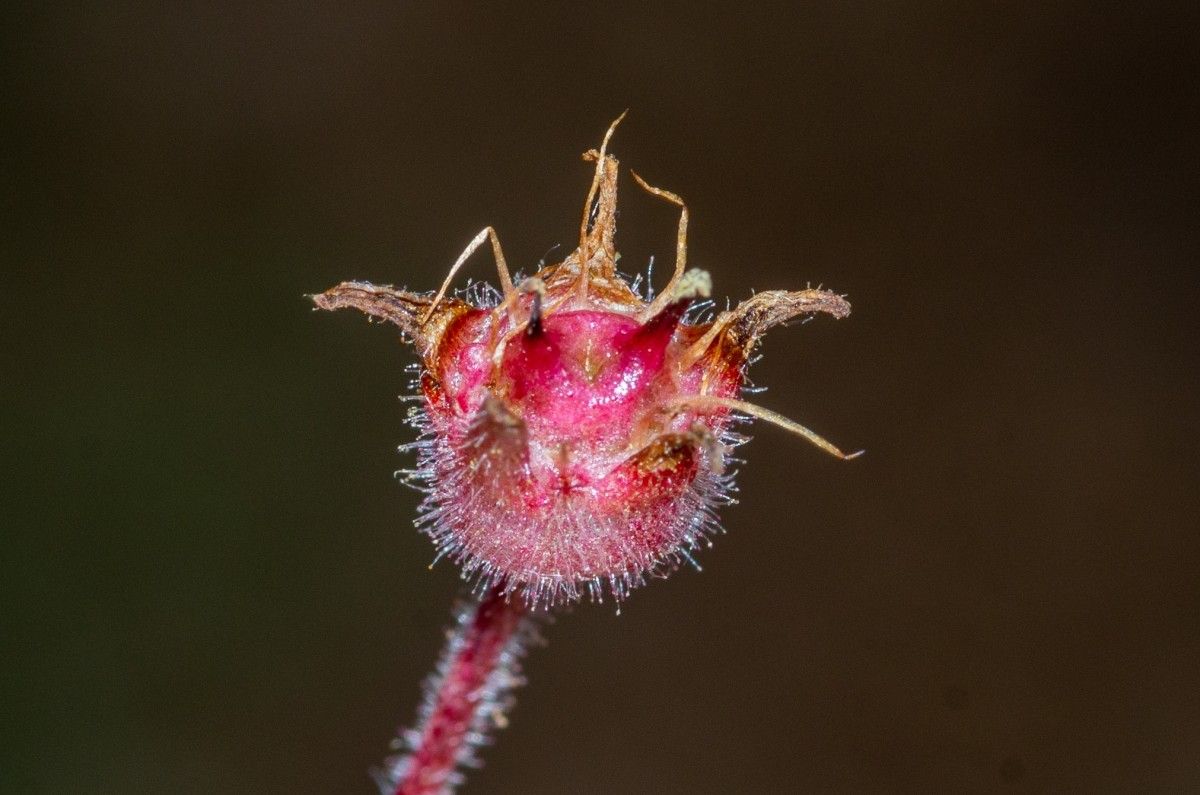 Saxifraga corsica fruit
