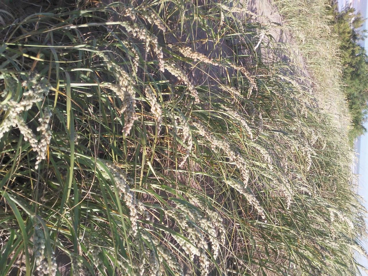 Panicum racemosum — search result for 'Panicum'