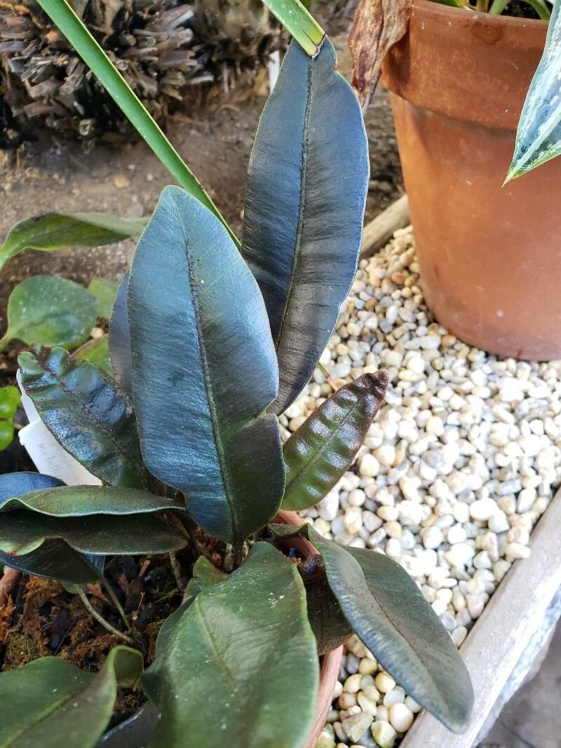 Elaphoglossum metallicum — houseplant care guide