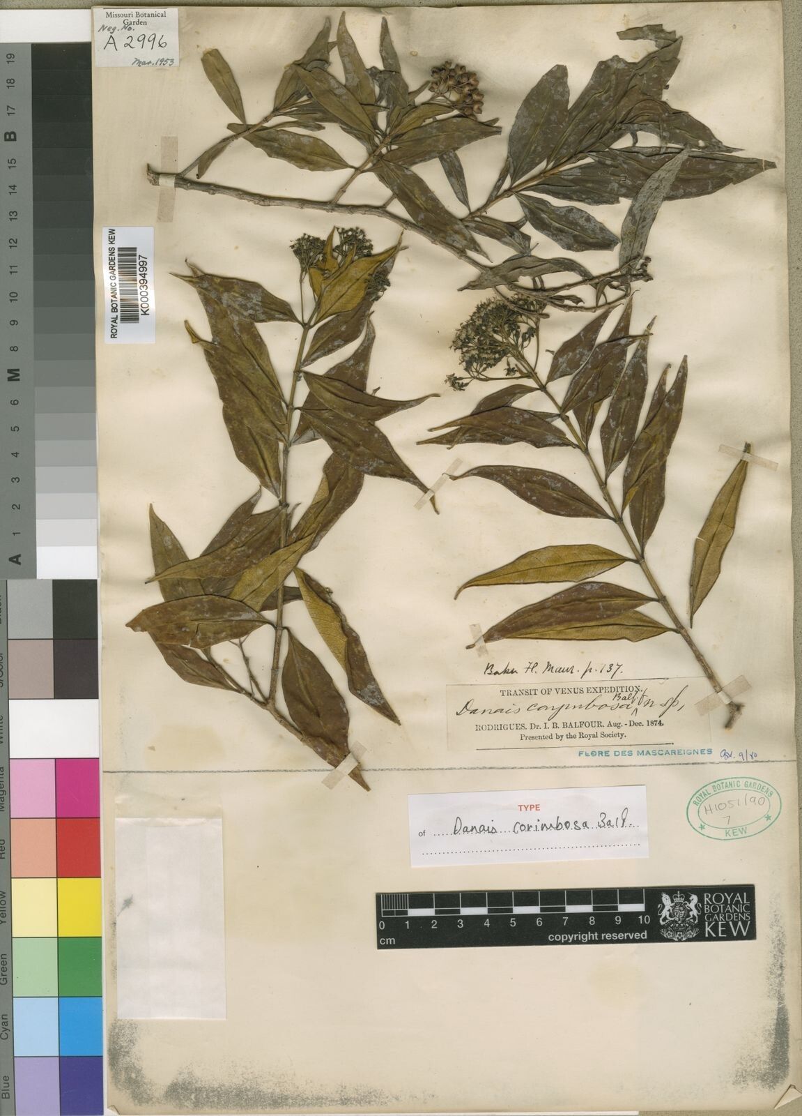 Danais corymbosa — houseplant care guide