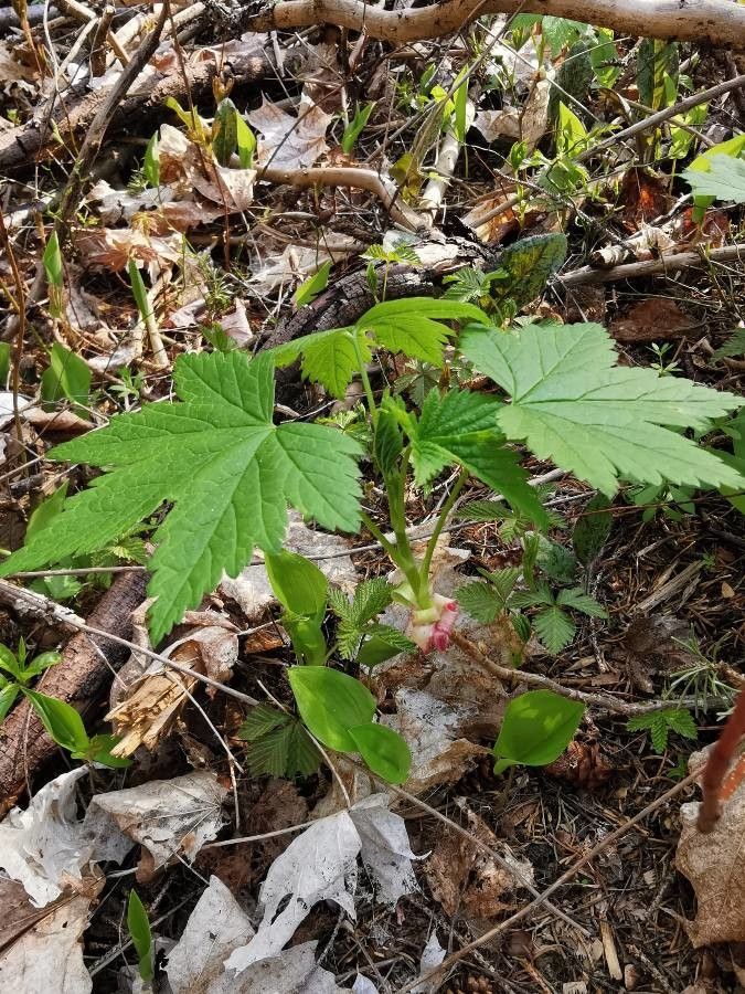 Ribes glandulosum habit