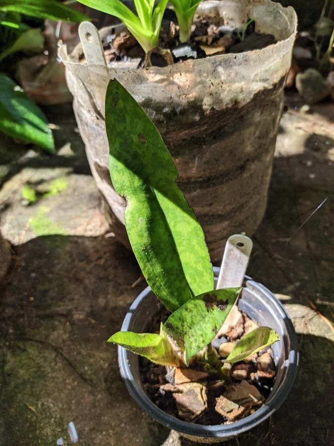 Oeceoclades maculata — search result for 'Central Africa'