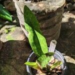 Oeceoclades maculata