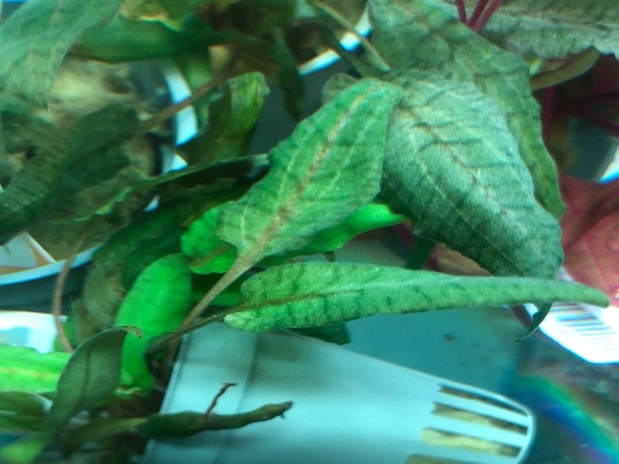 Cryptocoryne wendtii leaf