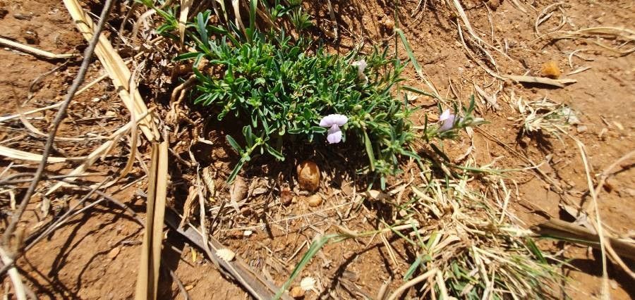 Barleria argentea habit