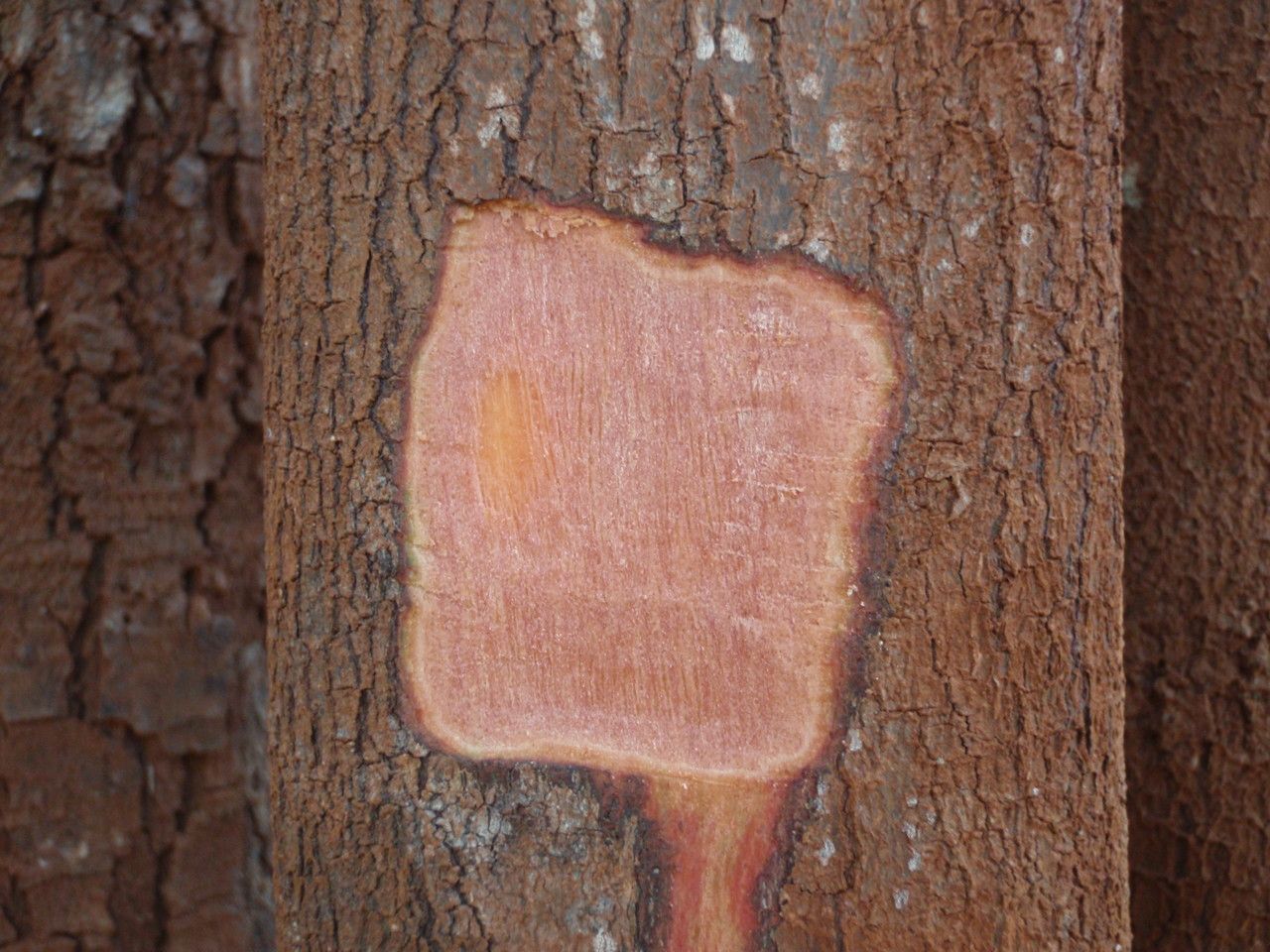 Cryptocarya leptospermoides bark