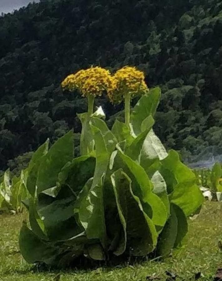 Ligularia cymbulifera
