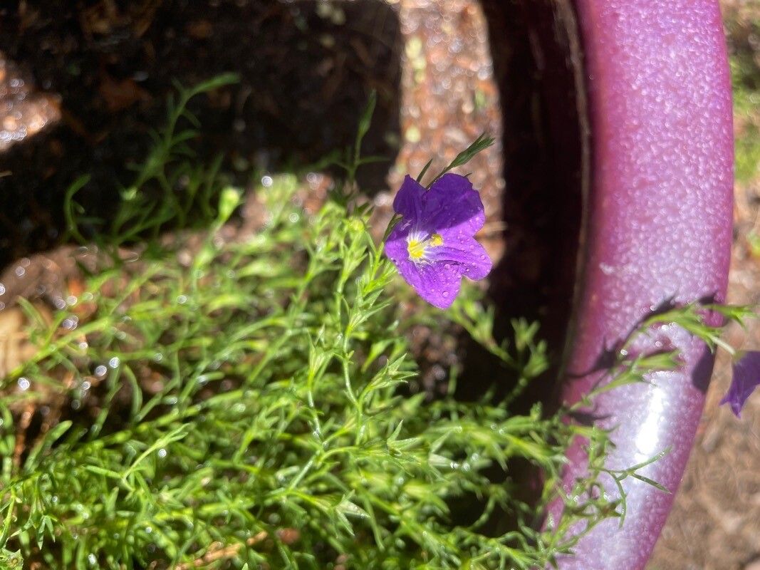 Nierembergia hippomanica flower