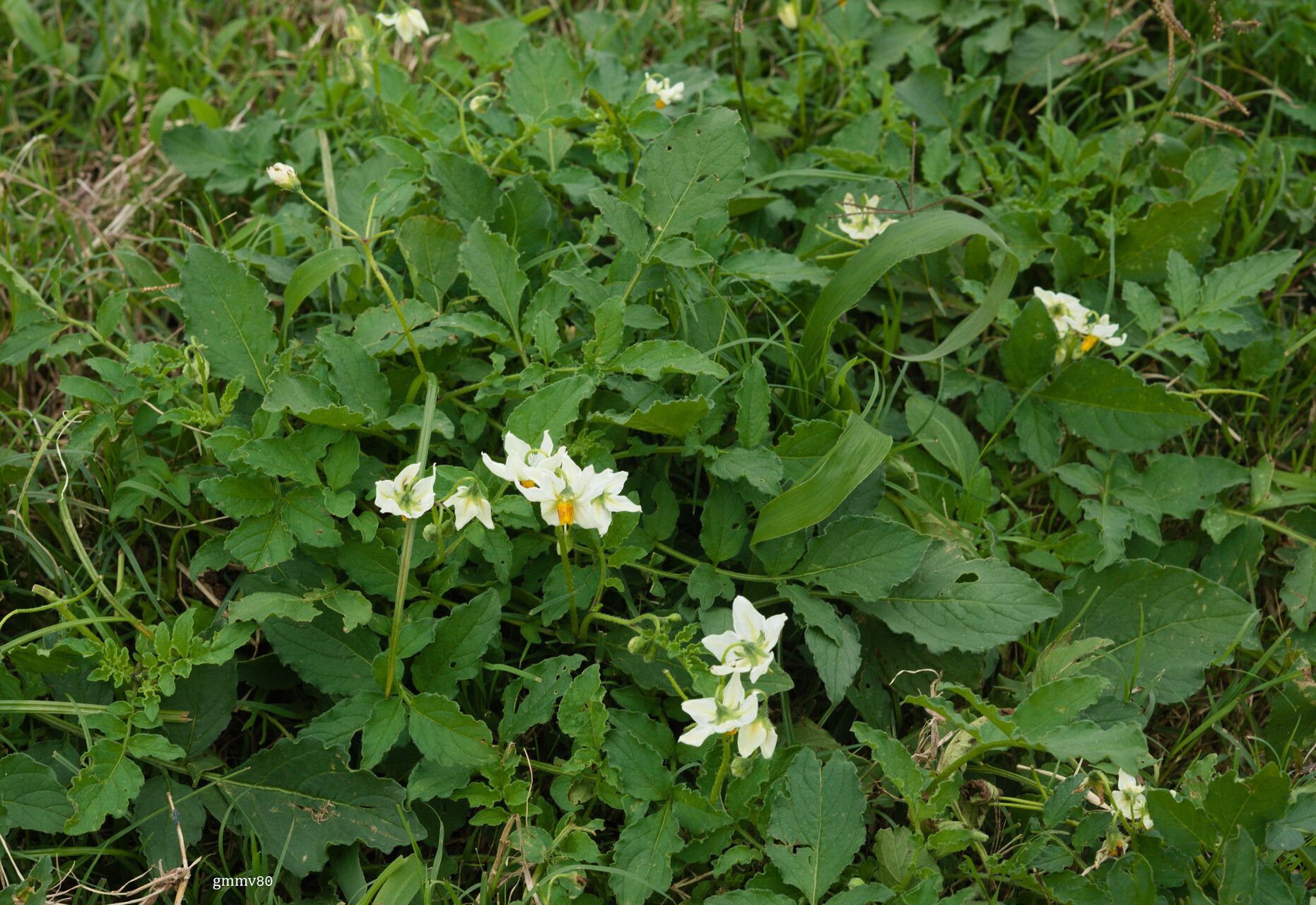 Solanum malmeanum habit