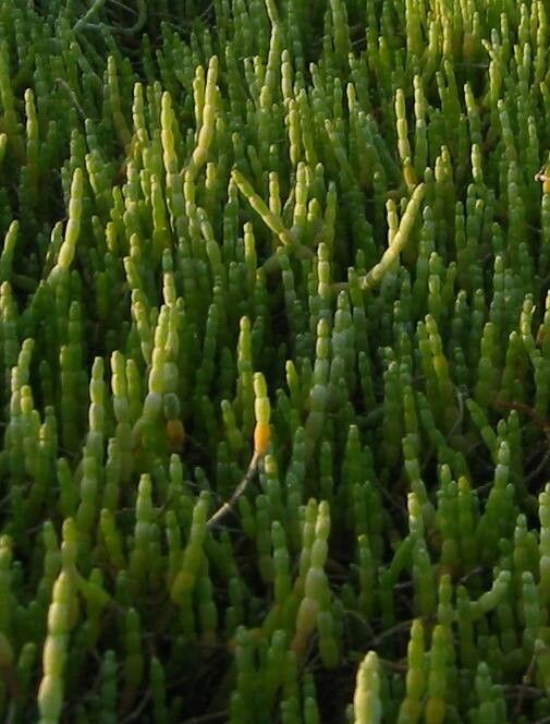 Arthroceras subterminale leaf