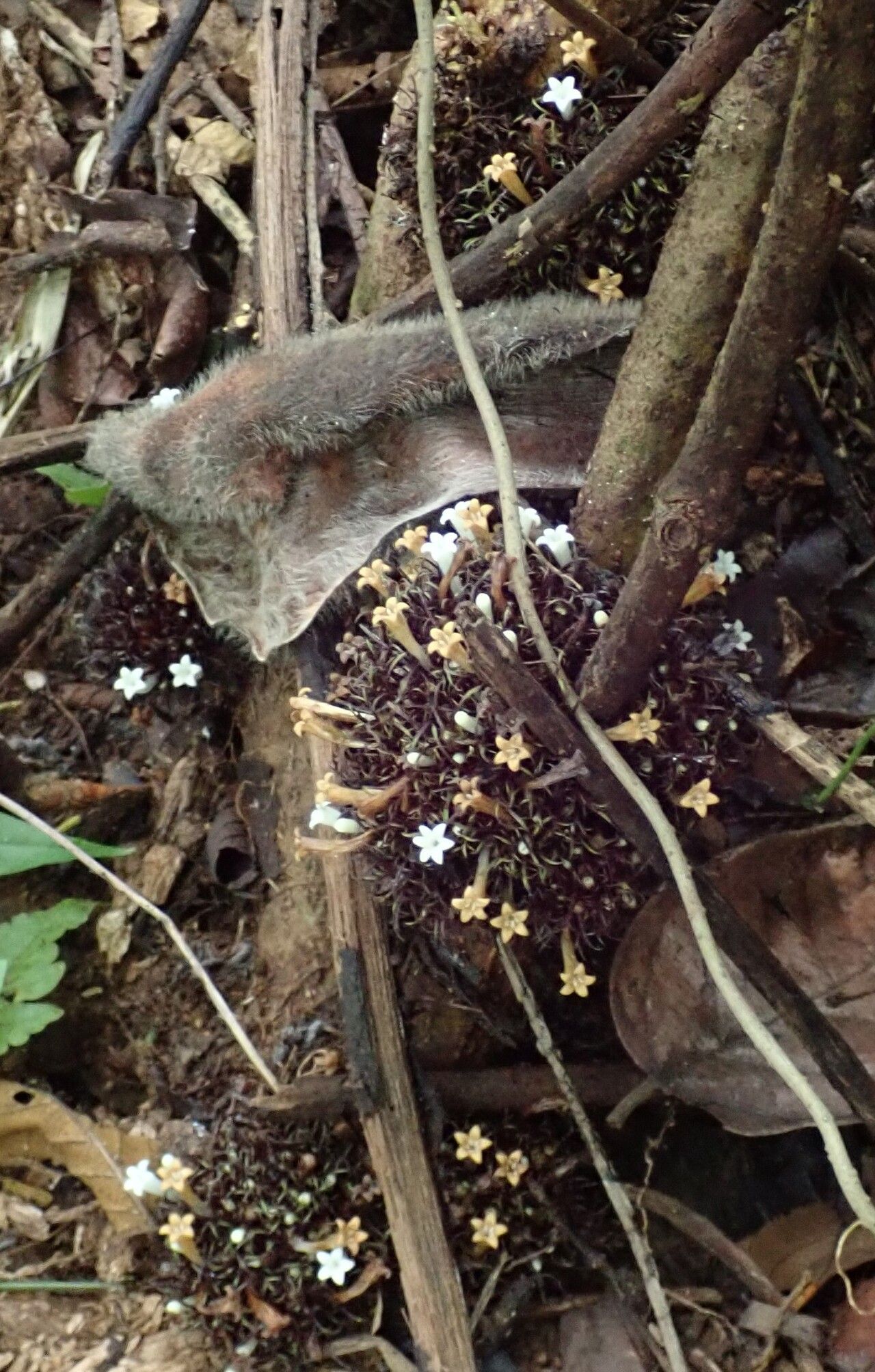 Sabicea xanthotricha flower