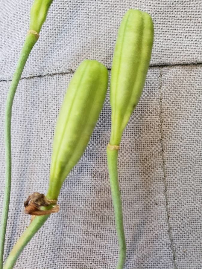 Lilium columbianum fruit