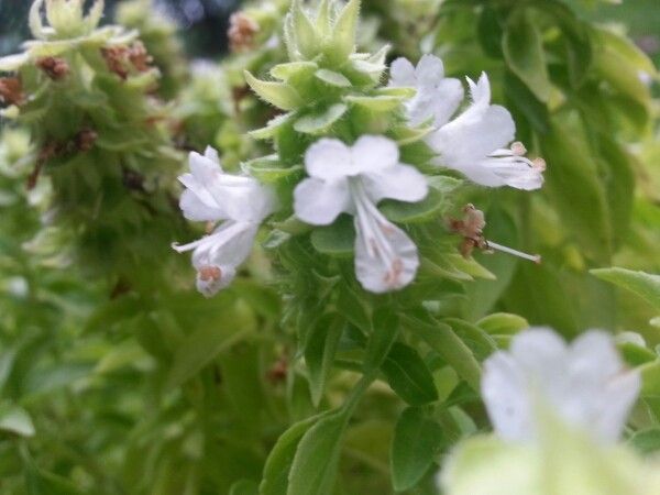 Ocimum minimum flower