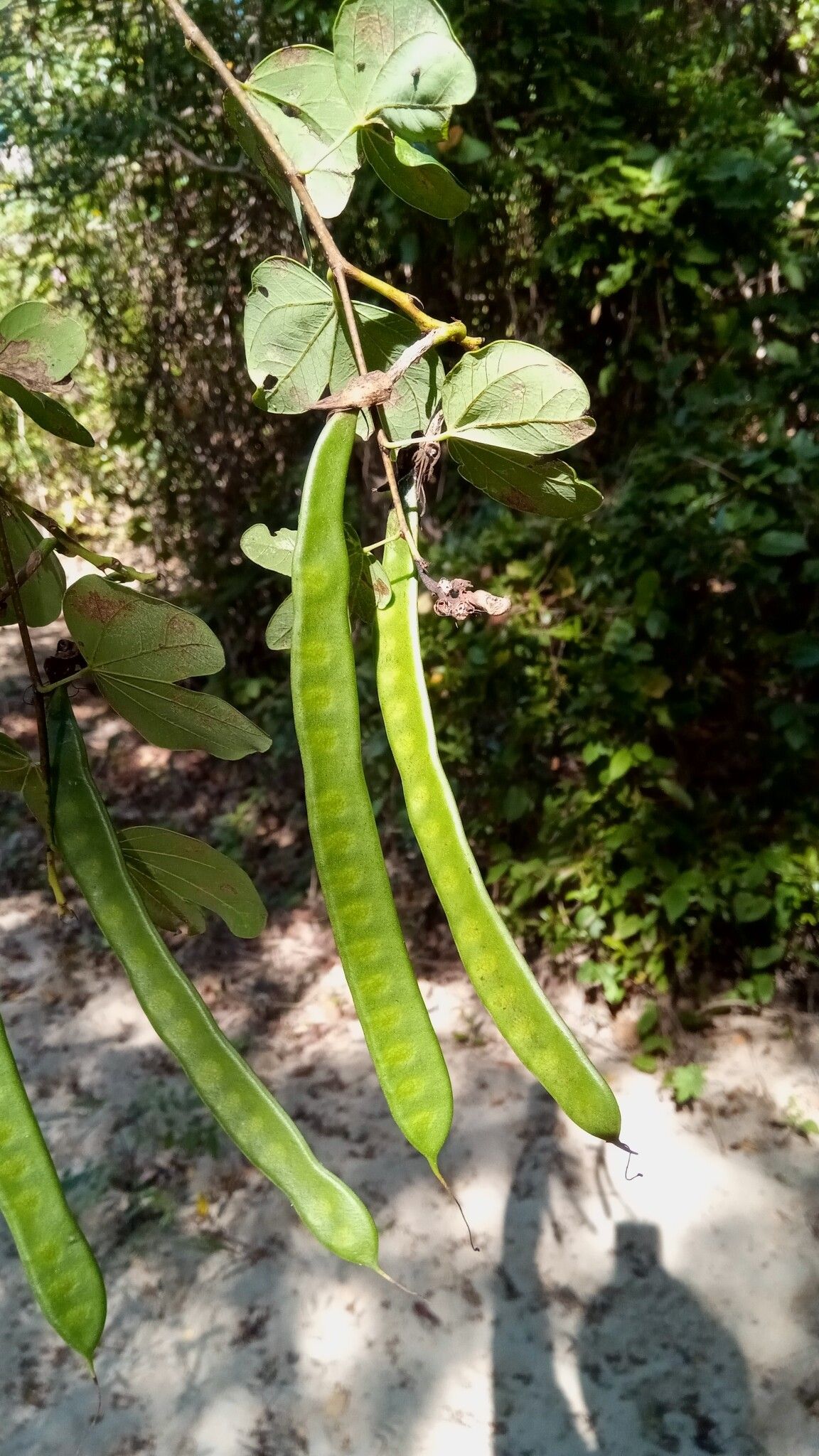 Bauhinia podopetala fruit