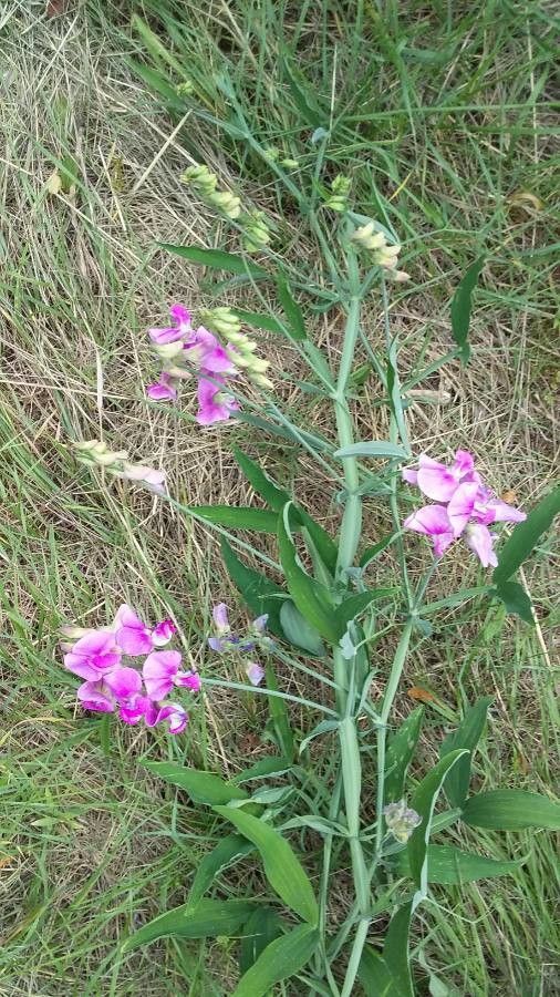 Lathyrus heterophyllus habit