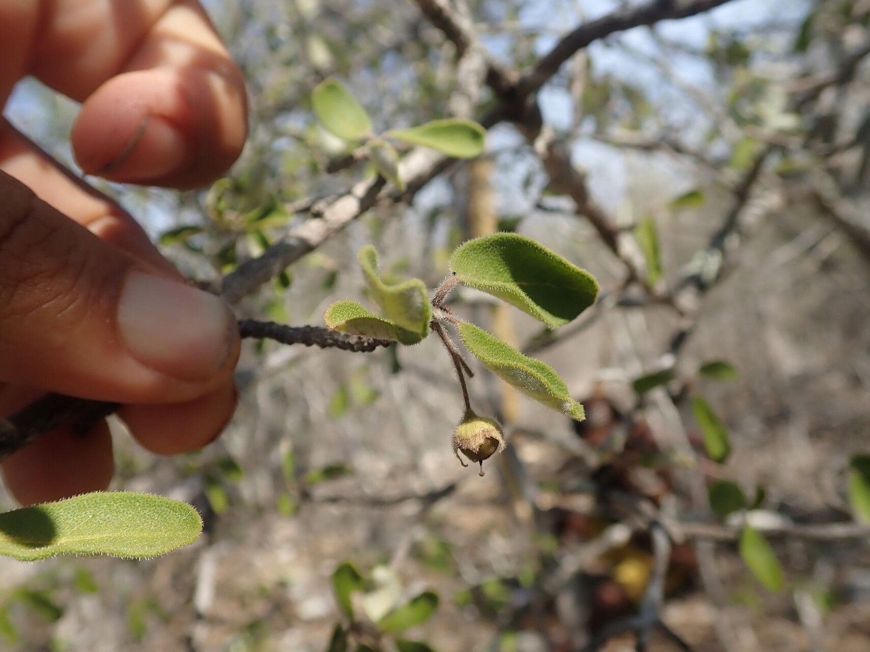 Bourreria scabra — houseplant care guide