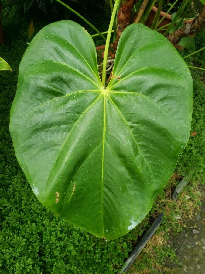 Anthurium nymphaeifolium — search result for 'Anthurium'