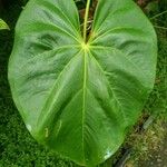 Anthurium nymphaeifolium