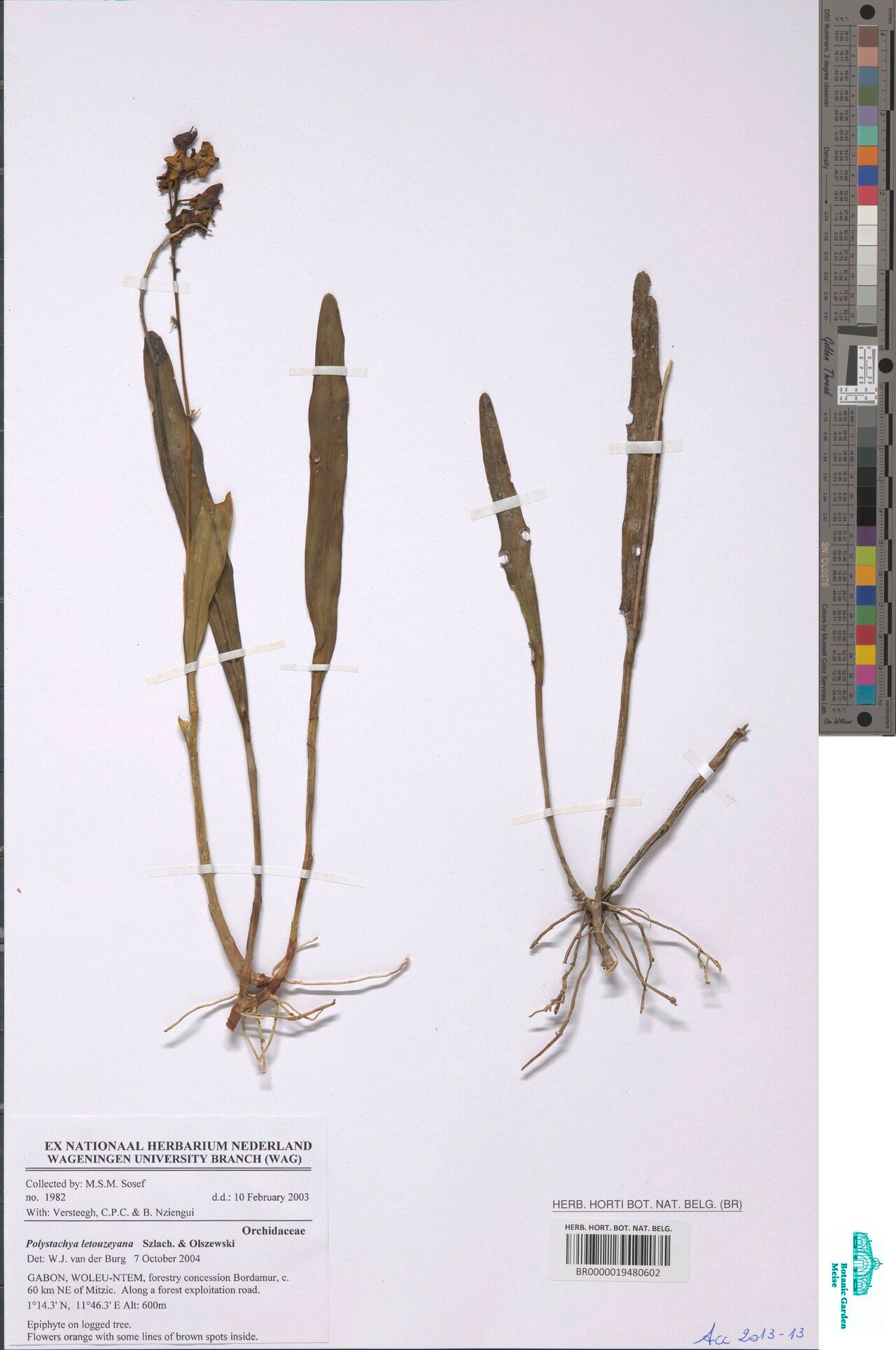 Polystachya letouzeyana — houseplant care guide