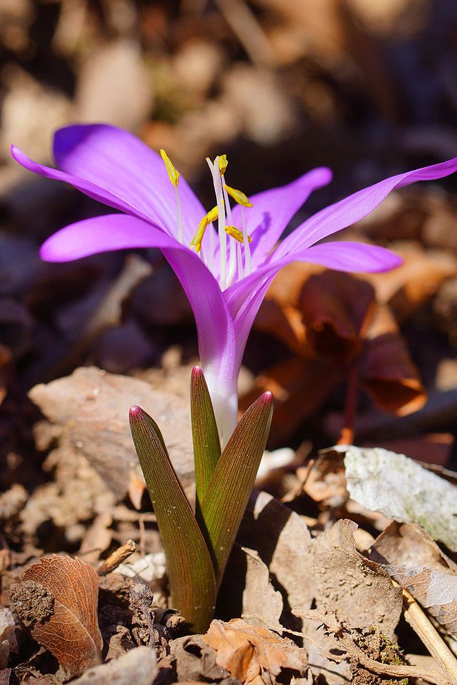 Colchicum bulbocodium habit