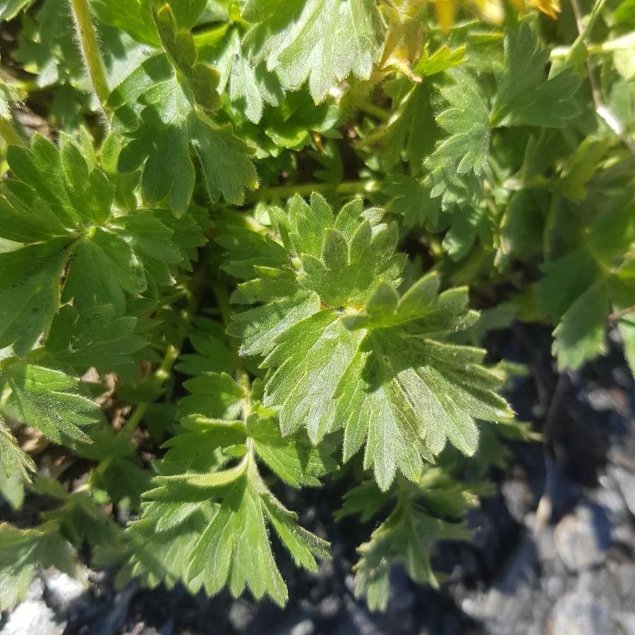 Geum reptans — search result for 'Geum'