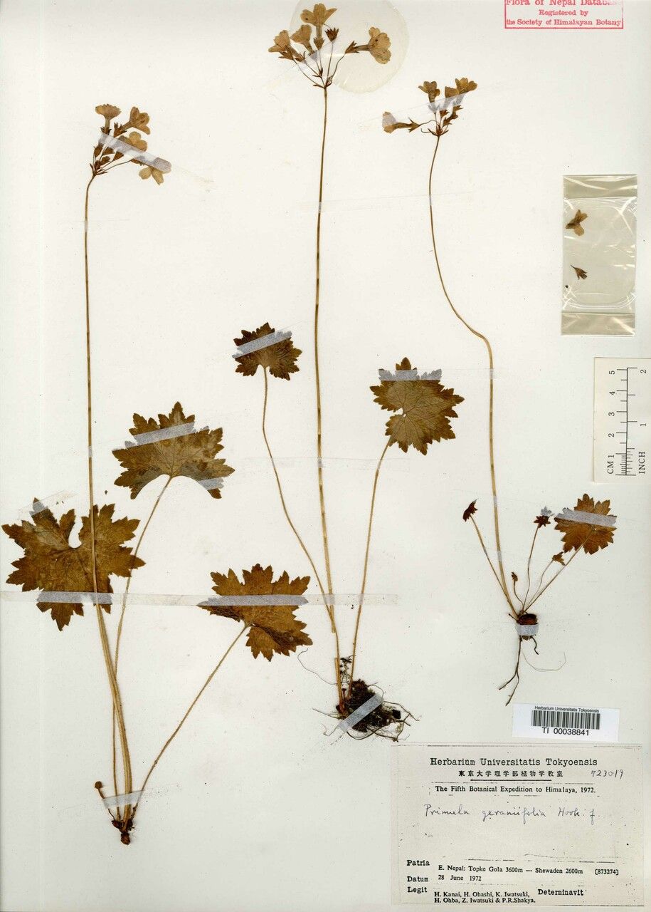 Primula geraniifolia other