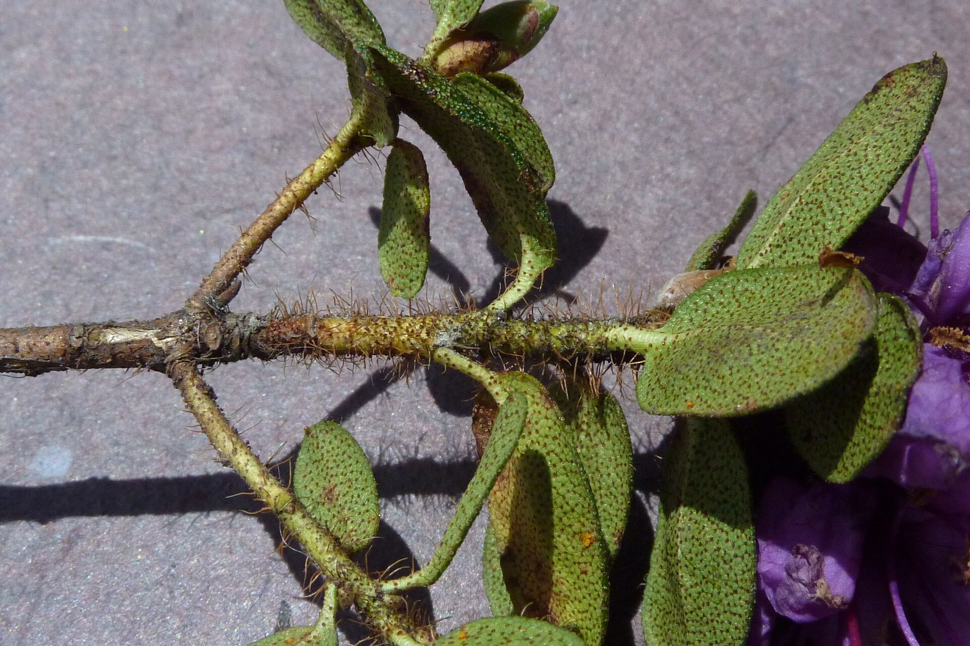 Rhododendron setosum bark