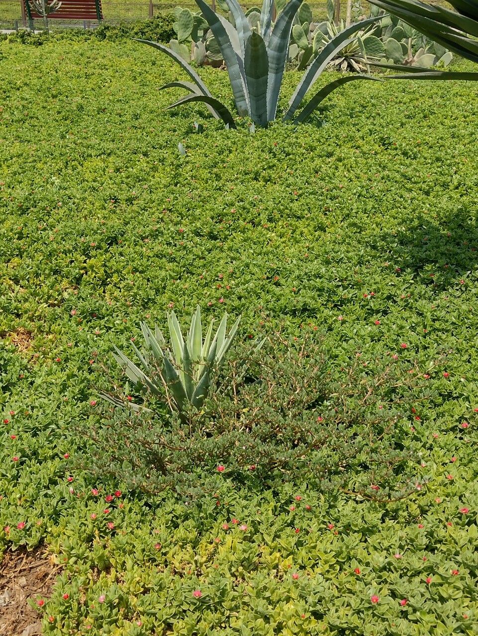 Carpobrotus chilensis leaf