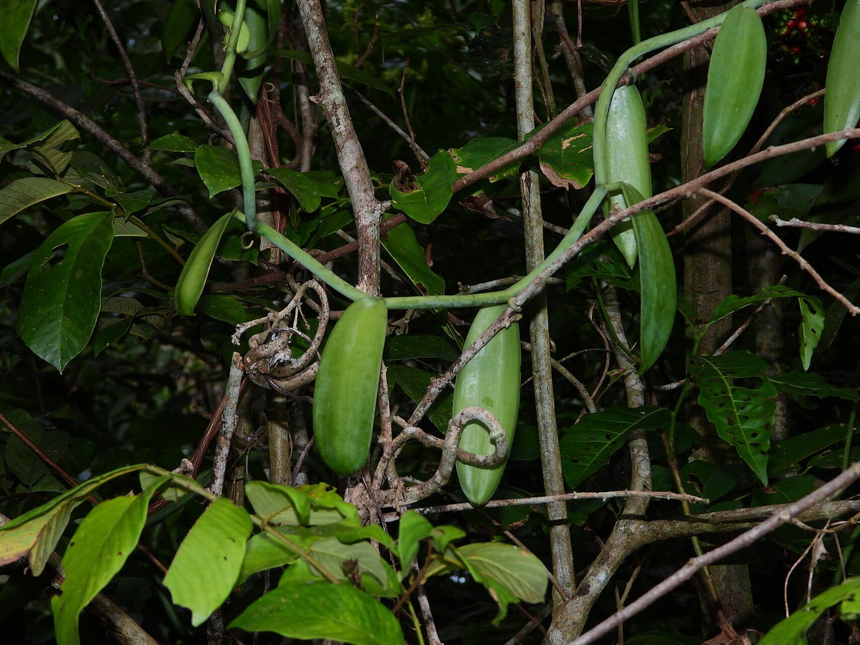 Vanilla marowynensis — houseplant care guide