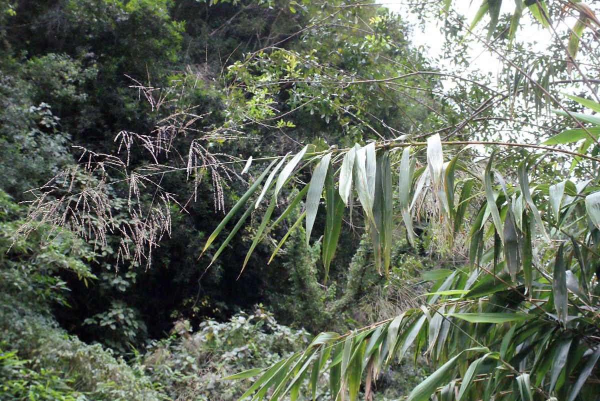 Sorghum arundinaceum habit