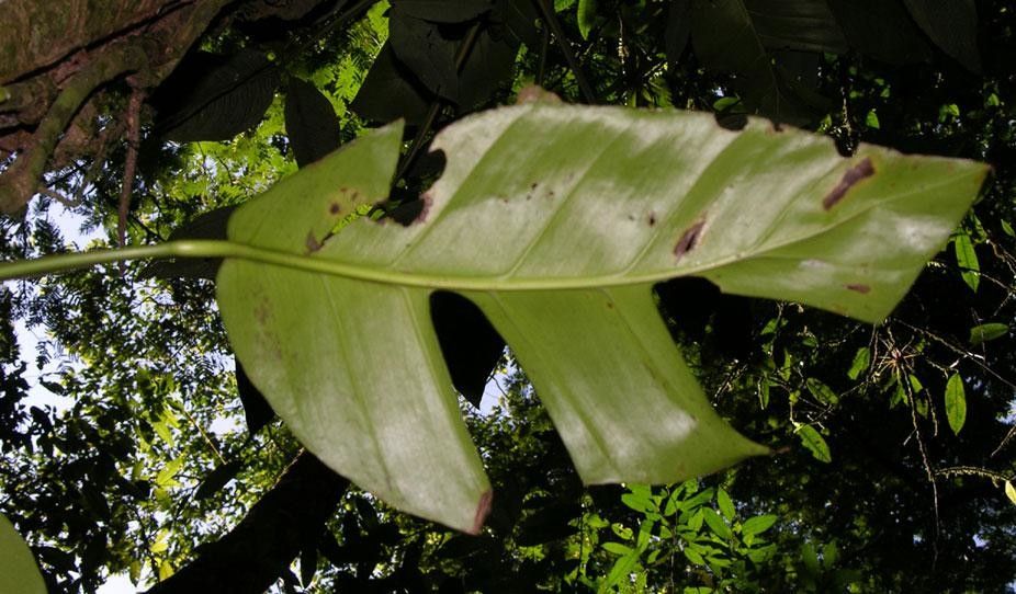 Monstera molinae leaf