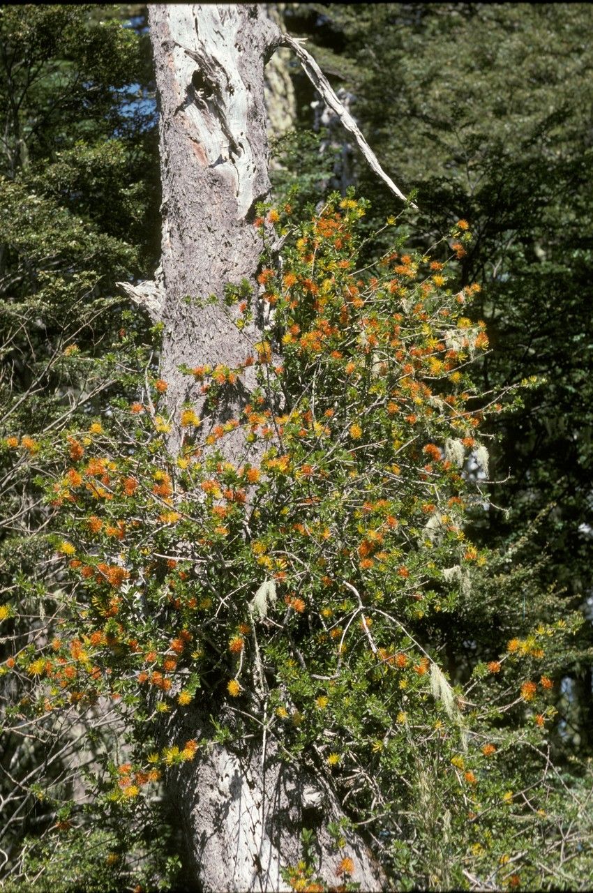 Desmaria mutabilis habit