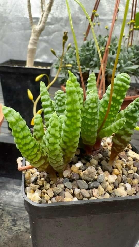 Bulbine bruynsii — search result for 'Bulbine'