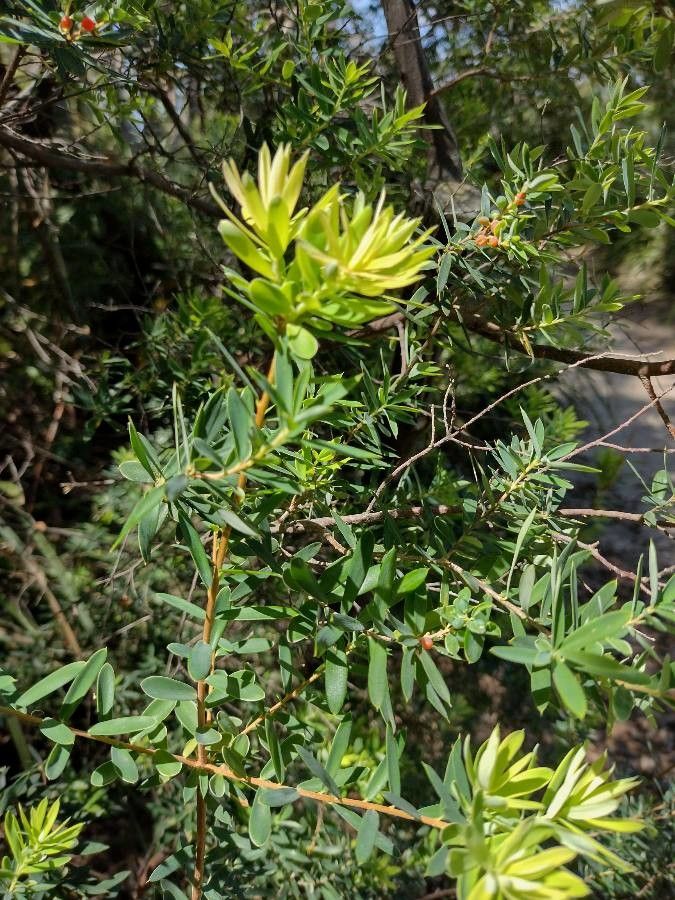 Monotoca elliptica — related species from the same genus