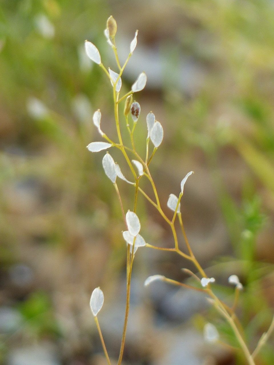 Erophila verna fruit