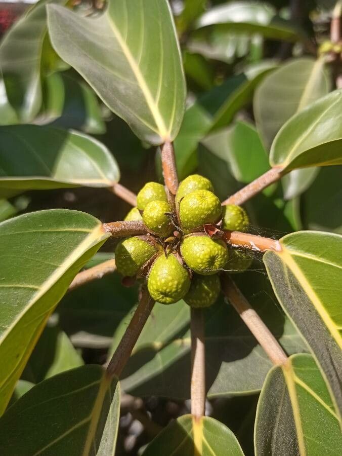 Ficus lutea fruit