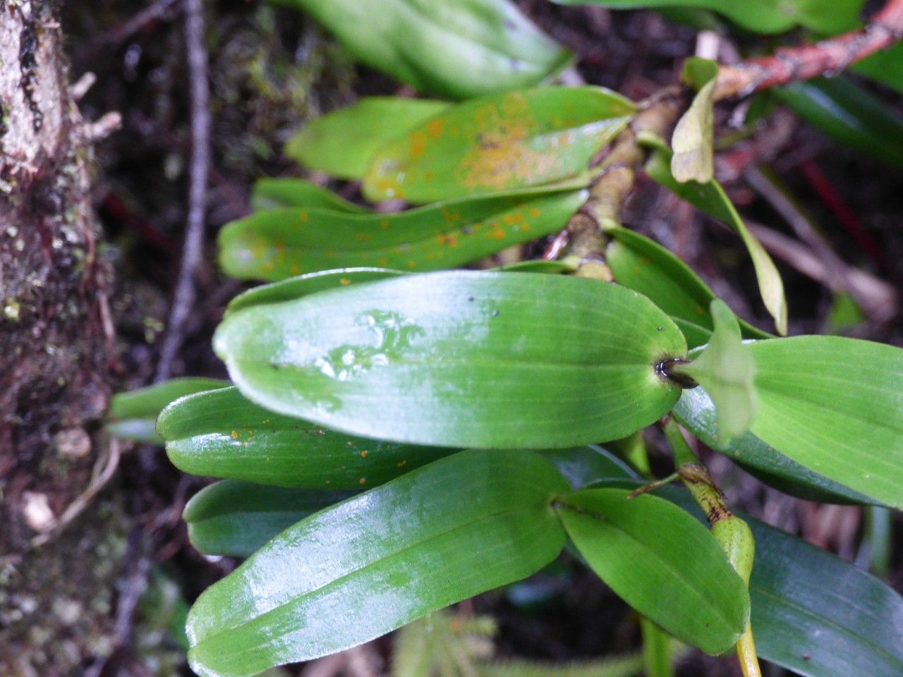 Angraecum corrugatum leaf