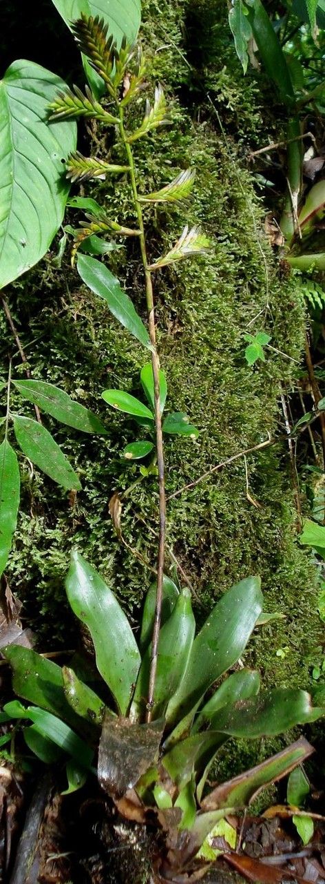 Racinaea spiculosa habit
