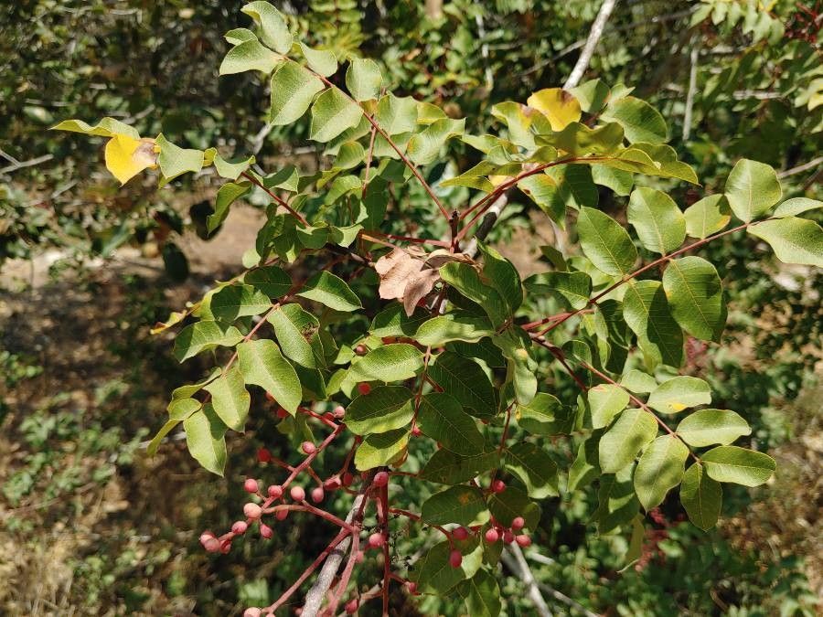 Pistacia palaestina — search result for 'Pistacia'