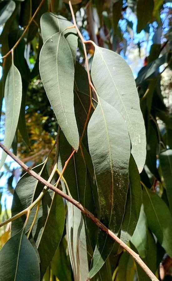 Eucalyptus siderophloia — search result for 'Eucalyptus'