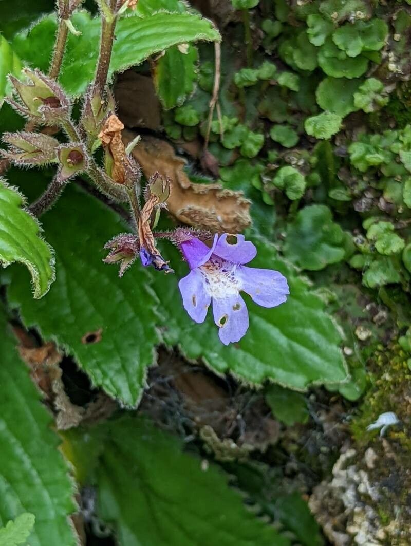 Haberlea rhodopensis flower